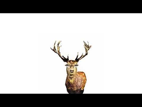 The Animal Sounds Elk Sounds   Animation