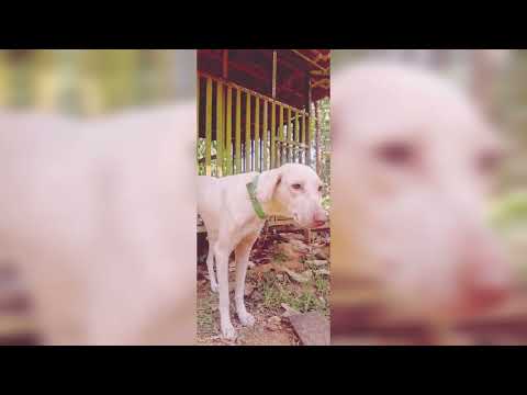 Dogs### viral video ## 💥💥YouTube ## shorts💥♥️ 