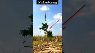 Download lagu jebakan burung cendet modal pentil dan jangkrik #short #jebakburung #subscribe mp3