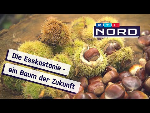Die Esskastanie - Baum der Zukunft in Norddeutschland?