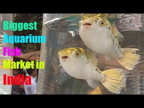 Biggest Aquarium Fish Market in India PART # 1