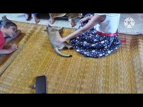 kritika is playing with Sweety # cute cat 🐈#subscribe please #