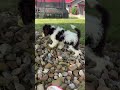 Cockapoo dogs for sale: Ace - Video 1