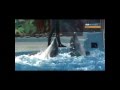 Dolphins Draw Pictures and Dance the Waltz in a ...