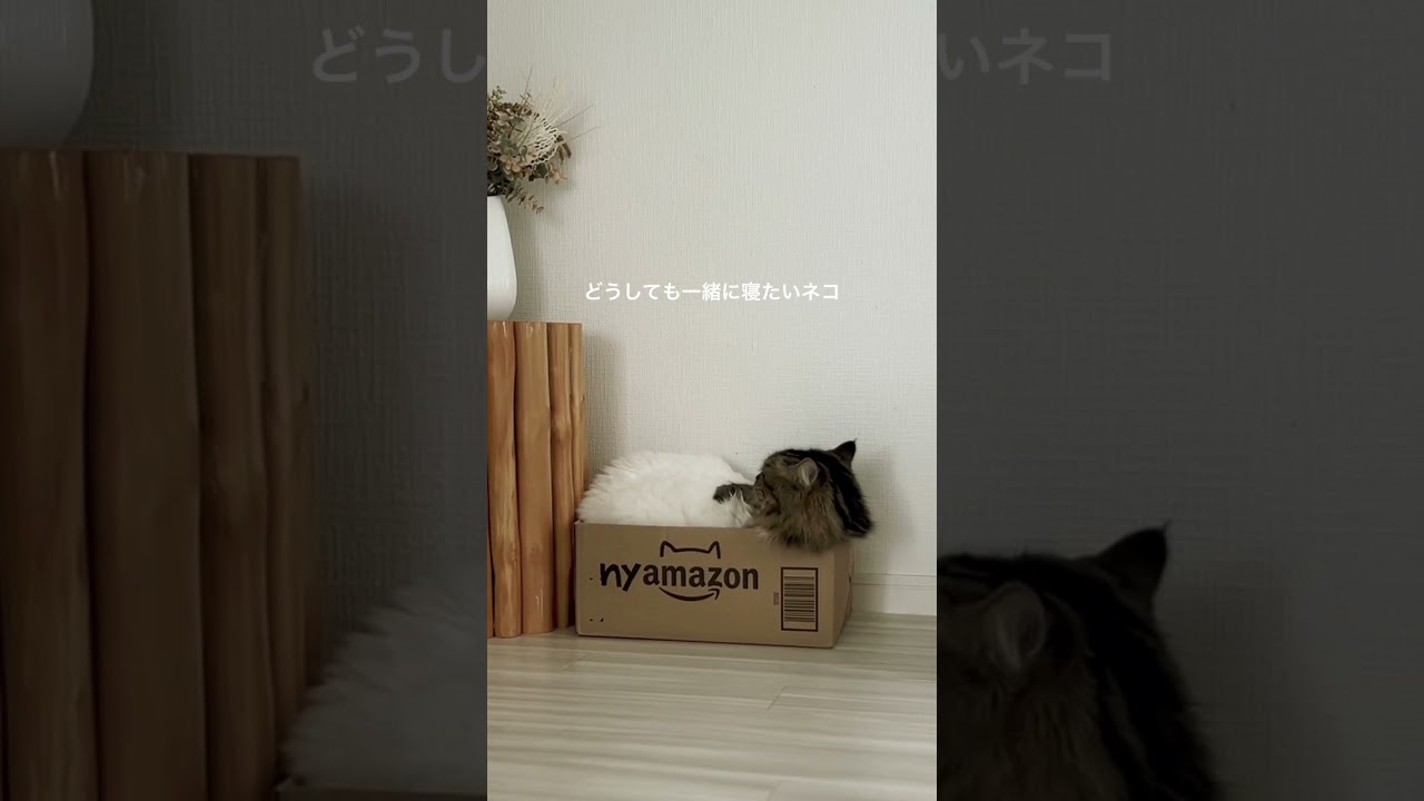 一緒に寝たい🐈‍⬛🐈　#猫 #cat #shorts