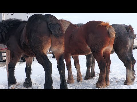 Daniel's foals from Voitinel - Bucovina 2024