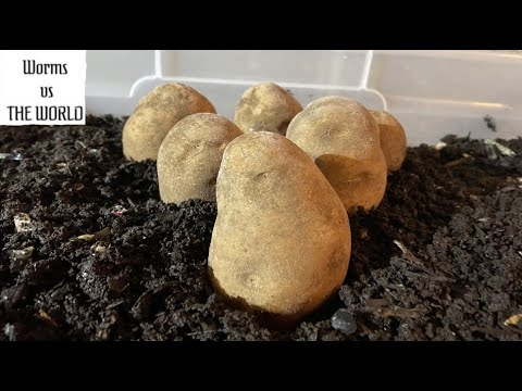 Do Worms like POTATOES?