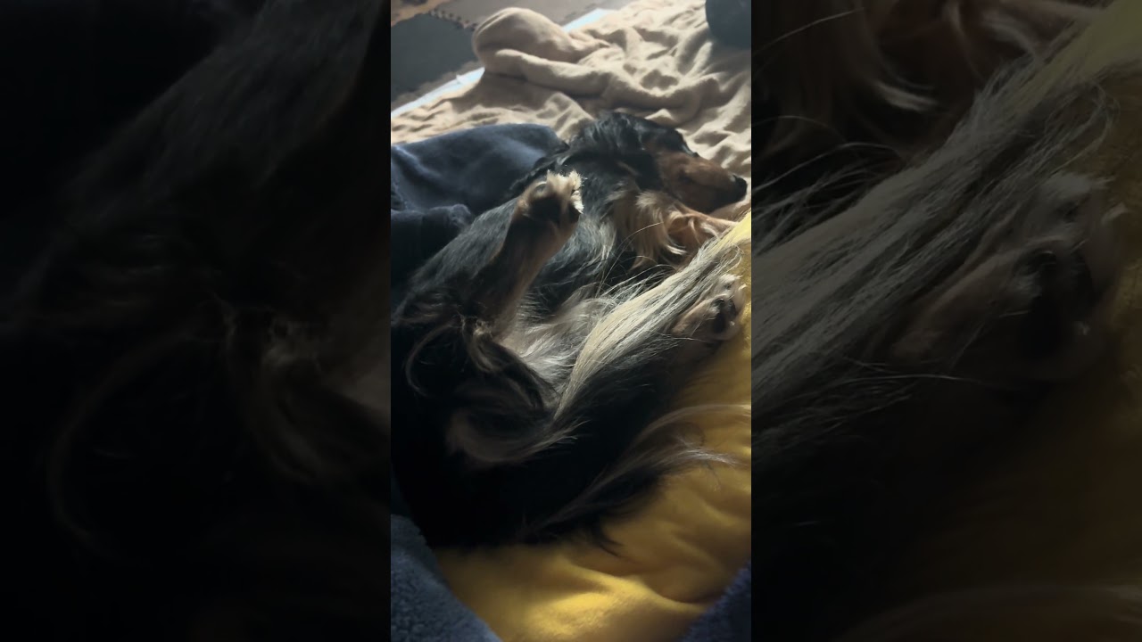 寝てる？よね、足が笑。【ミニチュアダックスフンド】夢夢。 #dog #癒し #kawaii #可愛い #ミニチュアダックスフンド