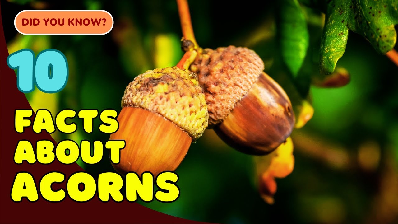10 Fascinating Facts About Acorns 🌳🌰