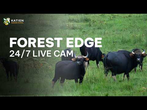 Live webcam view of Cat Tien Wildlife Forest Edge
