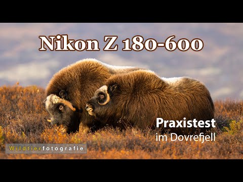 Mit dem Nikon Z 180-600 f/5.6-6.3 VR im Dovrefjell bei den Moschusochsen - Ein Praxistest.