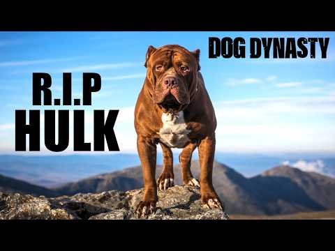 Ddk9 Hulk Died