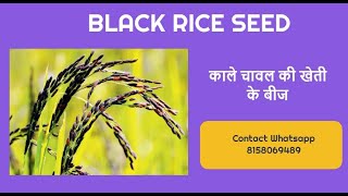 Black rice seed for cultivation - काले चावल की खेती के बीज