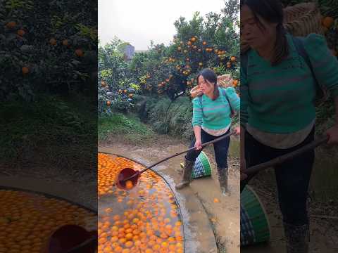 Awesome orange fruit harvesting from farmers with beautiful natural orange garden fruit #orange