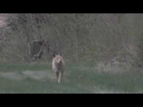 BIG MALE COYOTE marking his territory! (Ep. 03) HawYeeTV