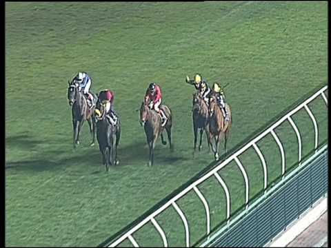 Galoppo 28/12/2016 - 5ª corsa