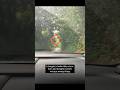 Did We See A Spirit On Old Pali Road