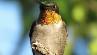 Male Ruby-throated Hummingbird