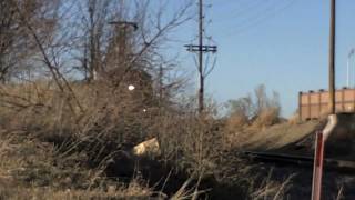 preview picture of video 'Front Range Series - BNSF #4387 south in Longmont'