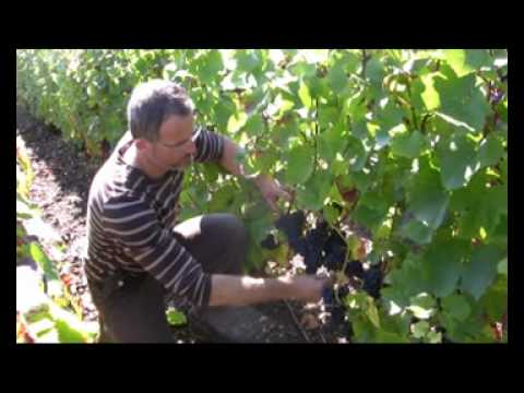 Vendanges2010_ChampagneAlexandreBonnet.mp4