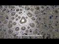 Polished Concrete Ideas | Melbourne | Sydney | Brisbane | Australia Polished Concrete Ideas | Melbourne | Sydney | Brisbane | Australia