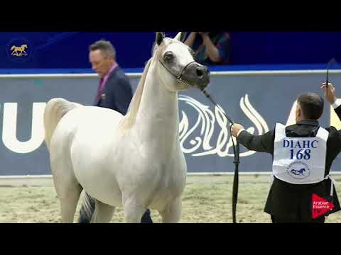 N.168 SALWAN ALZOBAIR - Dubai 2019 - Colts in 3 years old