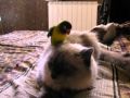 Попугай и Кошка 