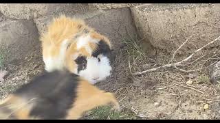 Guinea Pig Rodents Videos