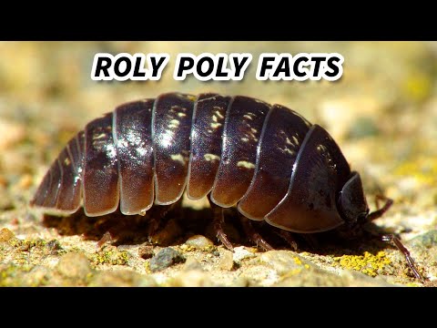 Roly Poly Facts: the BUG that ROLLS UP into a BALL | Animal Fact Files
