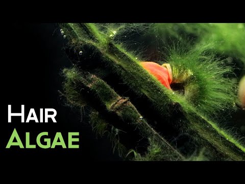 How to Get Rid of Hair Algae from an Aquarium