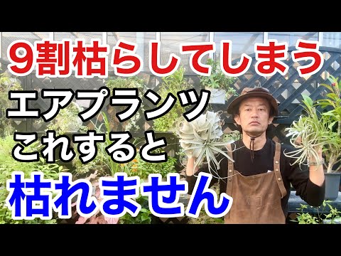 ティランジアが乾燥してしまうのはなぜですか?