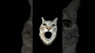 あっしーが猫になっちゃった！？