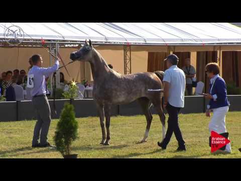 N.61 ESPANA - Radom 2017 - 4.6 Years Old Mares (Class 7)