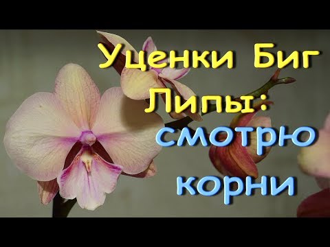 ОРХИДЕИ:Биг-Липы "УЦЕНКИ":смотрю КОРНИ (персиковые Биг Липы из "Юга" ).ПРИВЕТЫ Марине и Алене :)