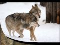 Баллада о Волках..wmv 
