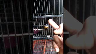 Download lagu Kemade bunga api jinak Gacor mp3 Download lagu Kemade bunga api jinak Gacor mp3