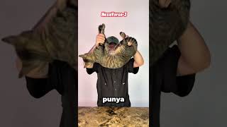 Download lagu Bukan Magic! Ini Alasan Kucing Dibilang Punya 9 Nyawa 🐱✨ mp3
