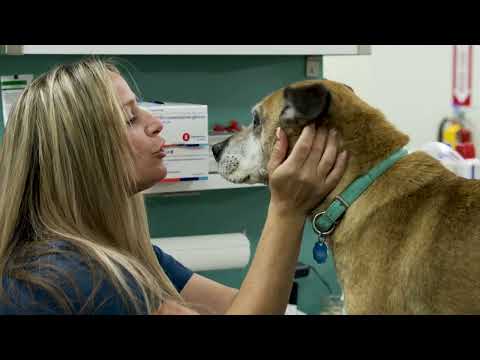 City By The Sea Vet - Geriatric Pets