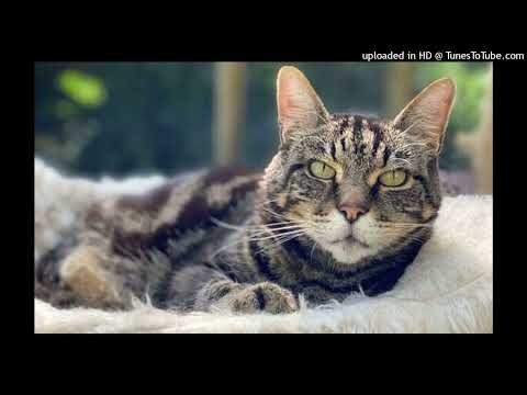 Dj Shabayoff feat. Magix Music Maker - Danger