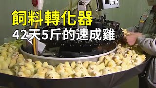[問卦] 中國養雞看起來很高科技？