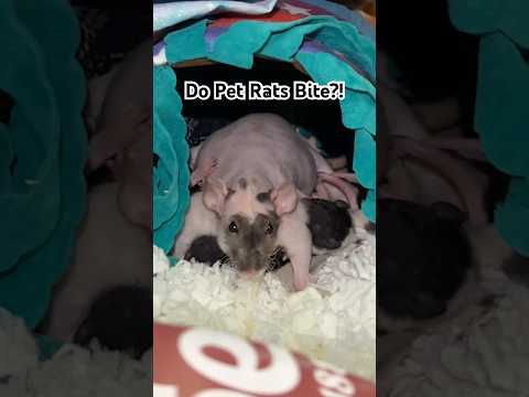Do Pet Rats Bite?