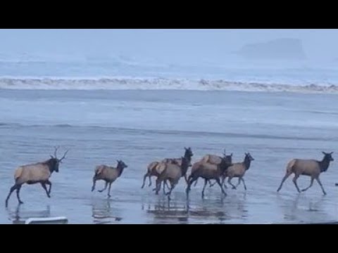 Cannon Beach Elk Dodge the Dangerous Surf