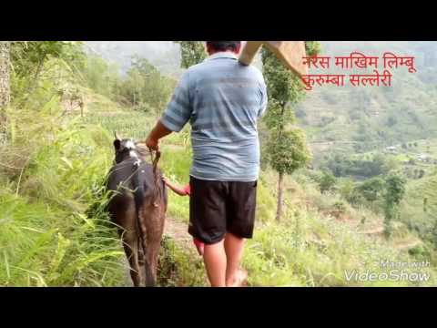 Jiten Rai old song...gai jaubarima kanchi feri pan au hai..गाई जौबारिमा