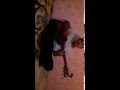 ханшайымым на гитаре 