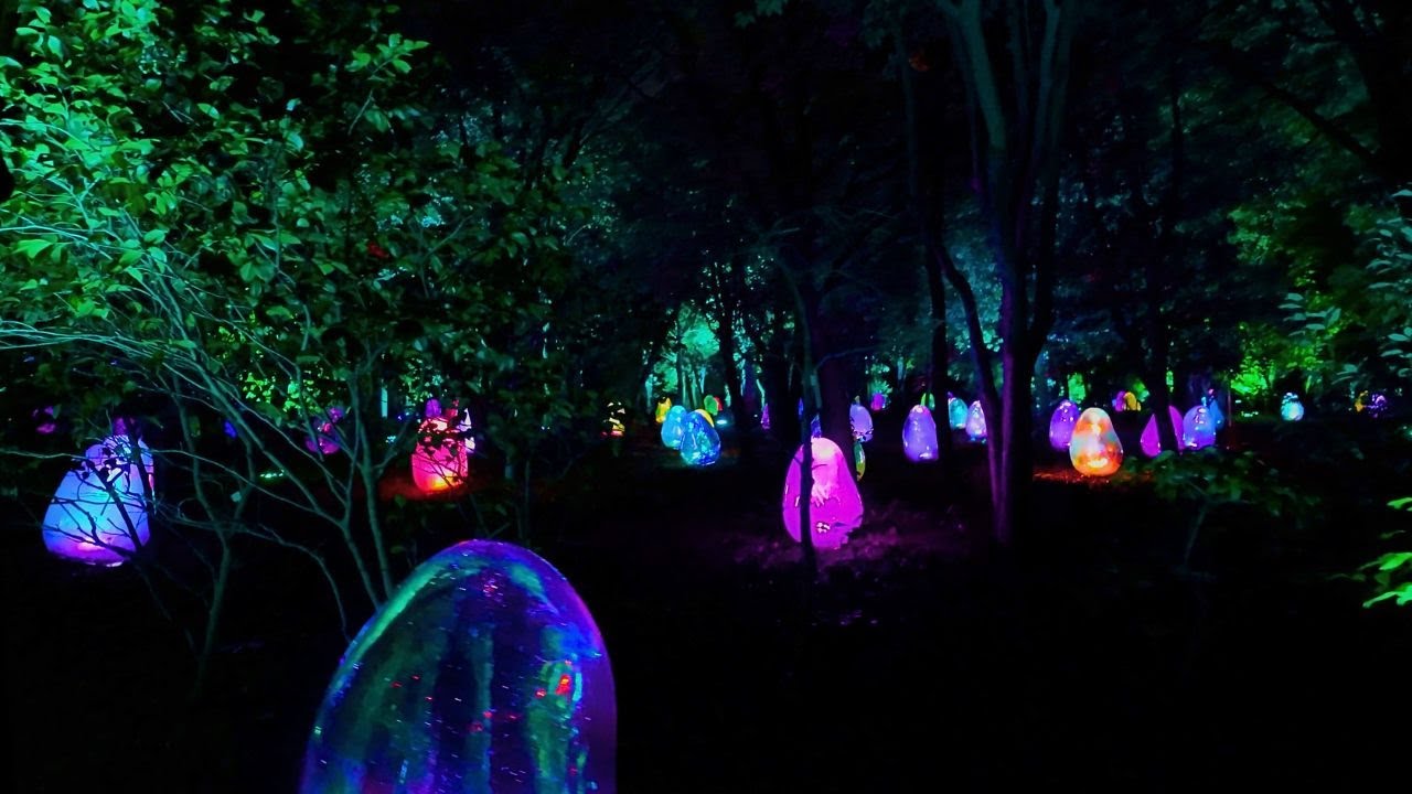 Embark on an engaging stroll through the TeamLab Botanical Garden.