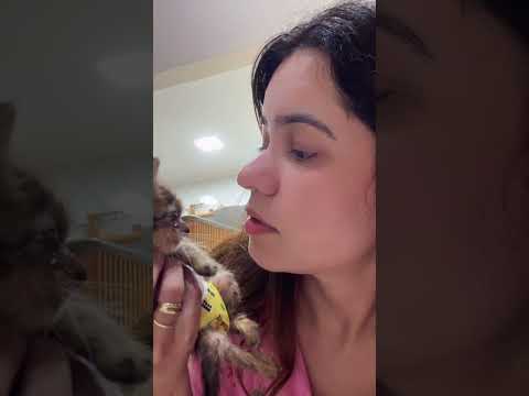 História do Vitório ❤️ #gatos #explorar