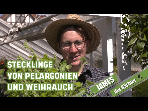 , title : 'Balkonpflanzen vermehren – ganz einfach aus Stecklingen Geranien selber ziehen | James der Gärtner'