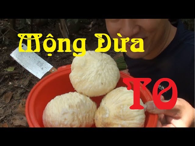 Tổng hợp các loại mộng dừa, nhìn là muốn ăn