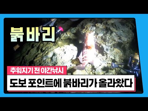 ep 229. 🐬 UHD A red snapper was caught at a walking point on a rainy day.