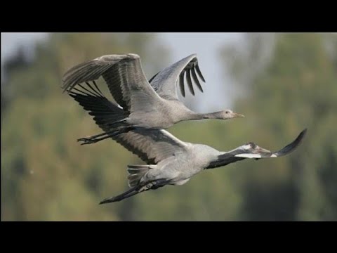 Dzika Polska: Bogatsze życie - Lecą żurawie (2012) Program Przyrodniczy PL